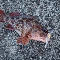 ライトワインドで爆釣の夜♪